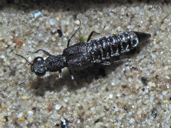 Stenus canaliculatus