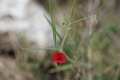 Lathyrus setifolius