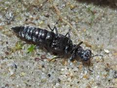 Stenus canaliculatus