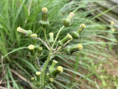 Erechtites hieraciifolius cacaloides
