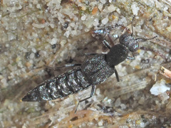 Stenus canaliculatus