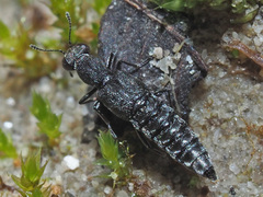 Stenus canaliculatus