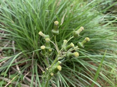 Erechtites hieraciifolius cacaloides
