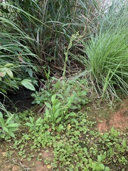 Erechtites hieraciifolius cacaloides