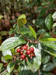 Viburnum suspensum
