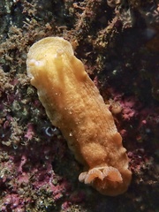 Aphelodoris