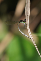 Ischnura capreolus