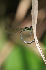 Ischnura capreolus
