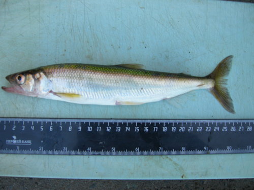 Pacific Rainbow Smelt