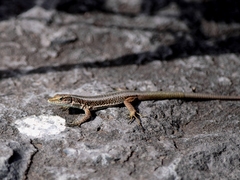 Teira dugesii dugesii