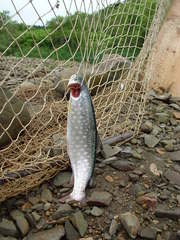 Salvelinus leucomaenis