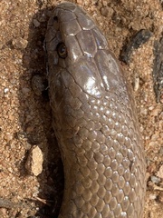 Pseudonaja mengdeni