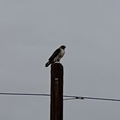 Buteo jamaicensis