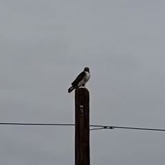 Buteo jamaicensis