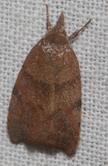 Tortricopsis euryphanella