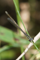 Ischnura capreolus