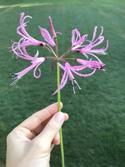 Nerine