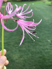 Nerine