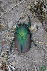 Cotinis laticornis