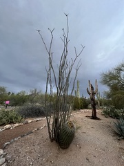 Fouquieria splendens