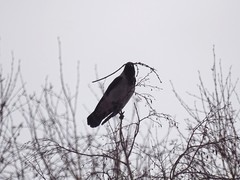 Corvus cornix
