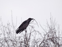 Corvus cornix