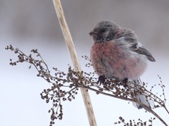 Carpodacus sibiricus