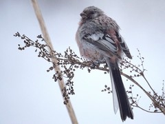 Carpodacus sibiricus