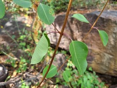 Cryptolepis cryptolepioides