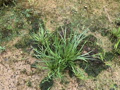 Juncus prismatocarpus leschenaultii