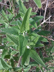 Salvia officinalis