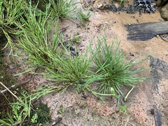 Juncus prismatocarpus leschenaultii