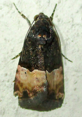Ozarba hemiochra