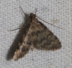 Voliba scoparialis