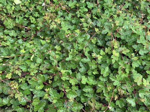 Vitis ficifolia f. sinuata iNat (2)