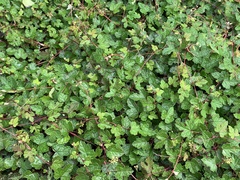 Vitis ficifolia sinuata