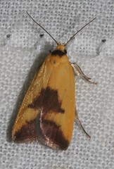 Ageletha hemiteles