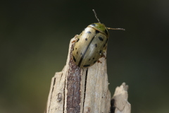 Gonioctena variabilis
