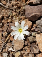 Calycoseris wrightii