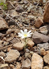 Calycoseris wrightii