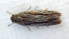 Phylomictis idiotricha