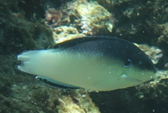 Anampses neoguinaicus