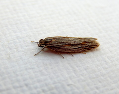 Phylomictis idiotricha