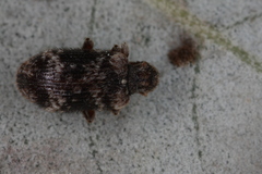 Ptinus palliatus