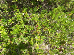 Alyxia buxifolia