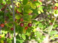 Alyxia buxifolia