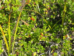 Alyxia buxifolia