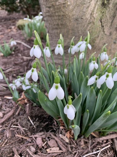 giant snowdrop (Galanthus elwesii)
