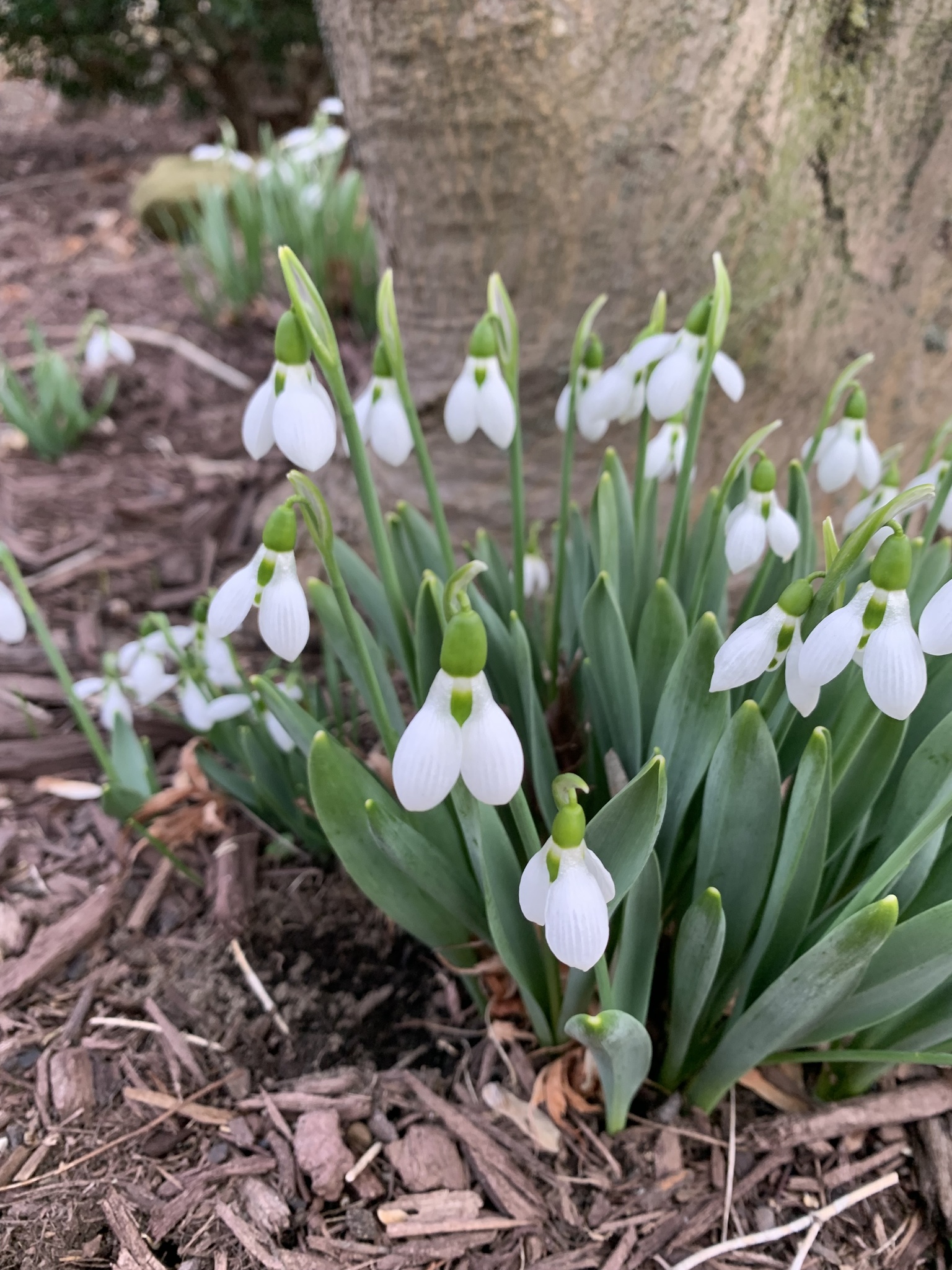 Galanthus elwesii