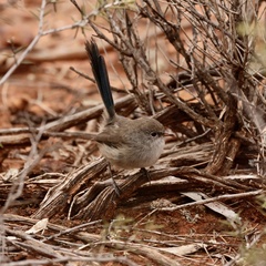 Malurus pulcherrimus